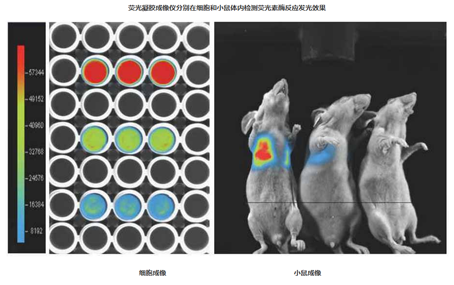 68ea0b09e900a.png image.png